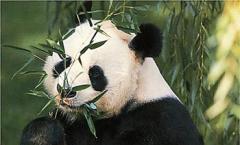 რამდენი ხანია panda- ის ორსულობა?