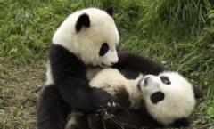 Велика панда - гірський ведмідь Тибету