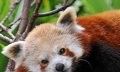 Red Panda - „genialne” zwierzę