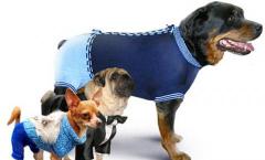 Stickade kläder för hundar