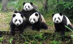 Faktai apie pandą. Trumpa „Panda“ informacija
